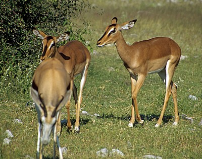 Schwarznasenimpalas (Aepyceros melampus petersi) - Etosha Nationalpark