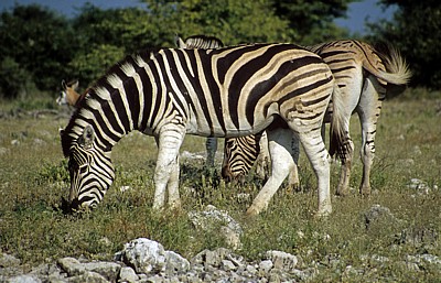 Steppenzebras (Equus quagga) - Etosha Nationalpark