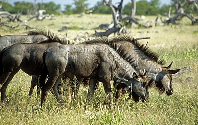 Streifengnu (Connochaetes taurinus) - Etosha Nationalpark