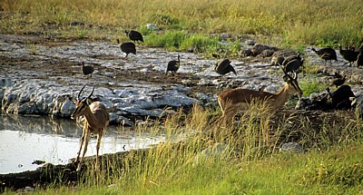 Schwarznasenimpalas (Aepyceros melampus petersi) - Etosha Nationalpark