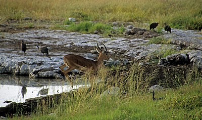 Springendes Schwarznasenimpala (Aepyceros melampus petersi) - Etosha Nationalpark