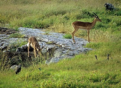 Schwarznasenimpalas (Aepyceros melampus petersi) - Etosha Nationalpark