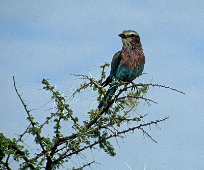 Gabelracke (Coracias caudata) - Etosha Nationalpark