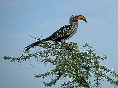 Südlicher Gelbschnabeltoko (Tockus leucomelas) - Etosha Nationalpark