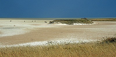 Etoshapfanne: Spießböcke (Oryx gazella) - Etosha Nationalpark