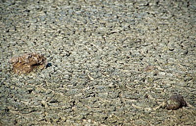 Etoshapfanne: Detail - Etosha Nationalpark