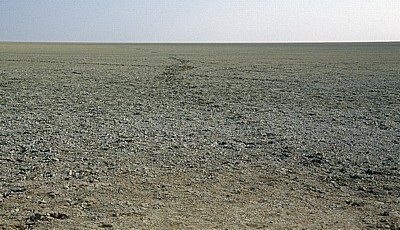 Etoshapfanne: Fährten - Etosha Nationalpark