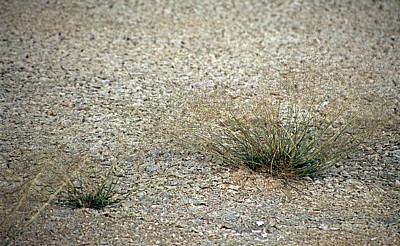 Etoshapfanne: Gräser - Etosha Nationalpark