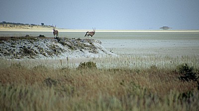 Etoshapfanne: Spießböcke (Oryx gazella) - Etosha Nationalpark
