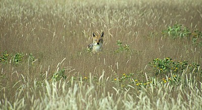 Schabrackenschakal (Canis mesomelas) - Etosha Nationalpark