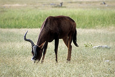 Südafrikanische Kuhantilope (Alcelaphus caama) - Etosha Nationalpark