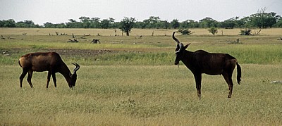 Südafrikanische Kuhantilopen (Alcelaphus caama) - Etosha Nationalpark