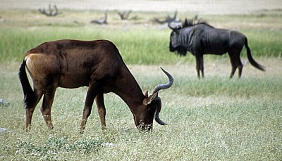 Südafrikanische Kuhantilope (Alcelaphus caama) - Etosha Nationalpark