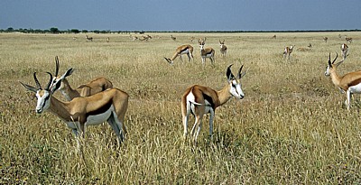 Springböcke (Antidorcas marsupialis) - Etosha Nationalpark