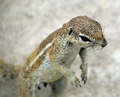 Kap-Borstenhörnchen (Xerus inauris) - Etosha Nationalpark