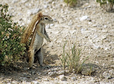 Kap-Borstenhörnchen (Xerus inauris) - Etosha Nationalpark
