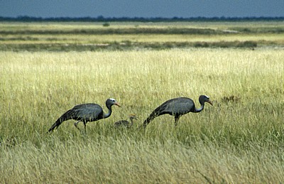 Paradieskraniche (Anthropoides paradisea) - Etosha Nationalpark