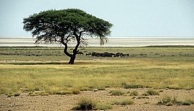 Akazie (Acacia) - Etosha Nationalpark