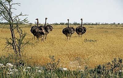 Afrikanische Strauße (Struthio camelus) - Etosha Nationalpark