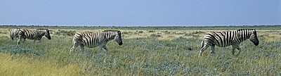 Steppenzebras (Equus quagga) - Etosha Nationalpark