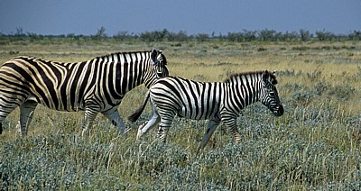 Steppenzebras (Equus quagga) - Etosha Nationalpark