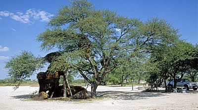 Okaukuejo: Siedelwebernester (Philetairus socius) am Campingplatz - Etosha Nationalpark