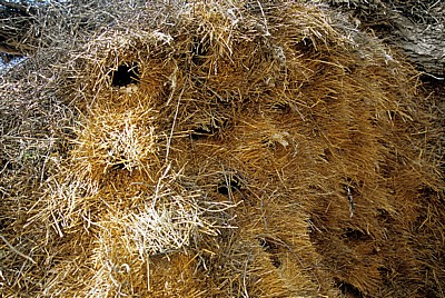 Okaukuejo: Siedelwebernester (Philetairus socius) - Etosha Nationalpark