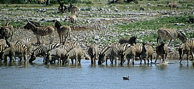 Okaukuejo-Wasserloch: Steppenzebras (Equus quagga) beim Trinken - Etosha Nationalpark