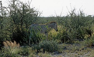 Junges Steppenzebra (Equus quagga) - Etosha Nationalpark