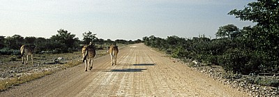 Steppenzebras (Equus quagga) - Etosha Nationalpark