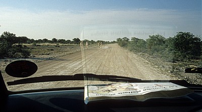 Blick durch die Windschutzscheibe: Steppenzebras (Equus quagga) - Etosha Nationalpark