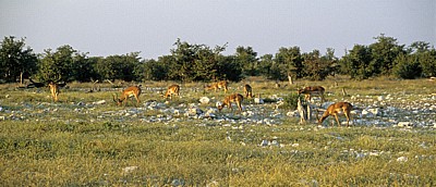 Schwarznasenimpalas (Aepyceros melampus petersi) - Etosha Nationalpark