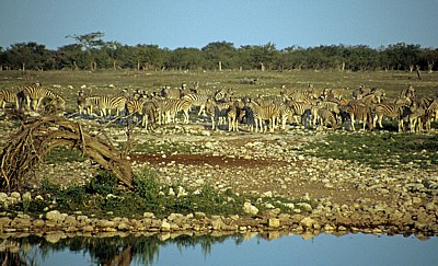 Okaukuejo-Wasserloch: Steppenzebras (Equus quagga) - Etosha Nationalpark