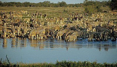 Okaukuejo-Wasserloch: Steppenzebras (Equus quagga) - Etosha Nationalpark