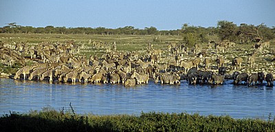Okaukuejo-Wasserloch: Steppenzebras (Equus quagga) - Etosha Nationalpark