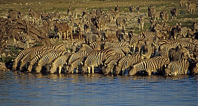 Okaukuejo-Wasserloch: Steppenzebras (Equus quagga) beim Trinken - Etosha Nationalpark