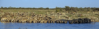 Okaukuejo-Wasserloch: Steppenzebras (Equus quagga) - Etosha Nationalpark