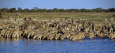 Okaukuejo-Wasserloch: Steppenzebras (Equus quagga) - Etosha Nationalpark