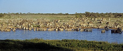 Okaukuejo-Wasserloch: Steppenzebras (Equus quagga) - Etosha Nationalpark