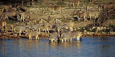 Okaukuejo-Wasserloch: Steppenzebras (Equus quagga) - Etosha Nationalpark