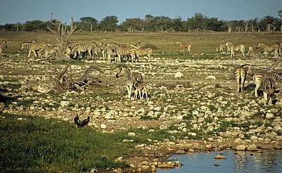 Okaukuejo-Wasserloch: Steppenzebras (Equus quagga) - Stute mit Fohlen (Mitte) - Etosha Nationalpark
