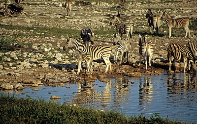 Okaukuejo-Wasserloch: Steppenzebras (Equus quagga) - Stute mit Fohlen (Mitte) - Etosha Nationalpark