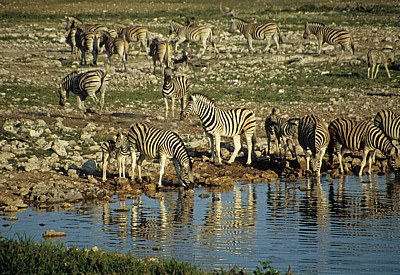 Okaukuejo-Wasserloch: Steppenzebras (Equus quagga) - Stute mit Fohlen (links) - Etosha Nationalpark