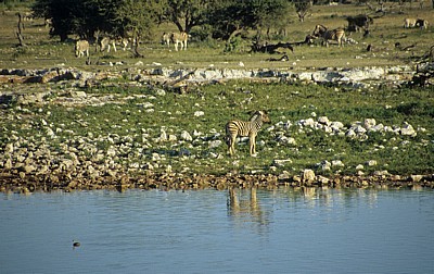 Okaukuejo-Wasserloch: Steppenzebras (Equus quagga) - Etosha Nationalpark