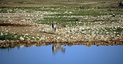 Okaukuejo-Wasserloch: Steppenzebrafohlen (Equus quagga) - Etosha Nationalpark