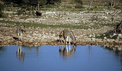 Okaukuejo-Wasserloch: Steppenzebras (Equus quagga) - u. a. Stute mit Fohlen - Etosha Nationalpark