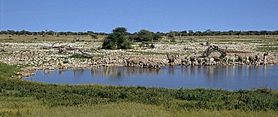Okaukuejo-Wasserloch: Steppenzebras (Equus quagga) - Etosha Nationalpark