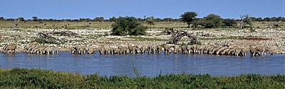 Okaukuejo-Wasserloch: Steppenzebras (Equus quagga) - Etosha Nationalpark