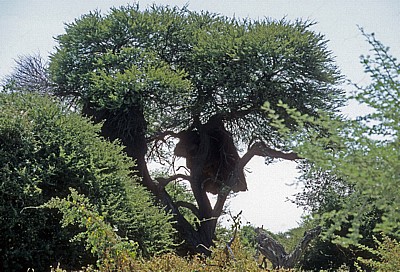 Siedelwebernester (Philetairus socius) - Etosha Nationalpark