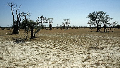 Märchenwald (Sprookieswoud): Moringa ovalifolia - Etosha Nationalpark